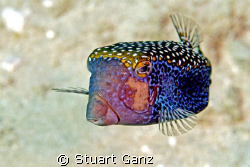 Blue Spotted Boxfish by Stuart Ganz 